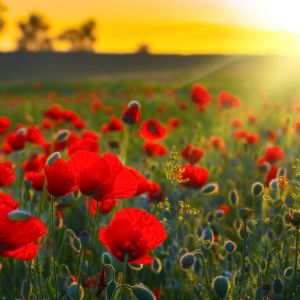 poppies sunset