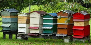 bees