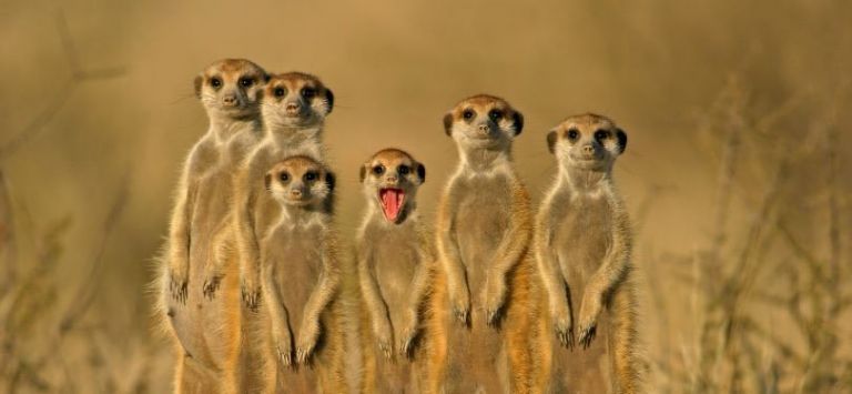 the company of mum and dad