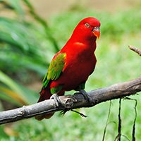 parot