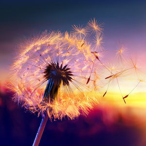 dementia dandelion