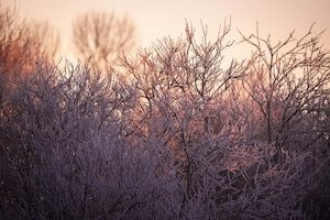 Winter frost on bare trees at morning (1)
