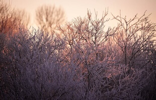Winter frost on bare trees at morning (1) - Calling Marcus Rashford