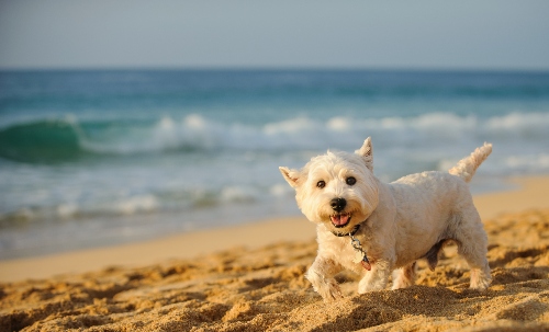 10 ways to beat the january blues for the elderly