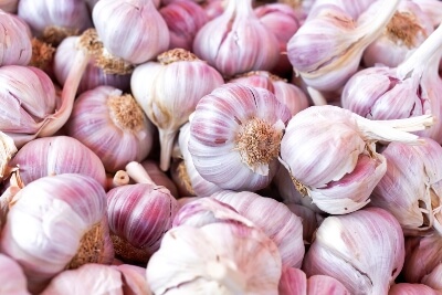 Close up of purple garlic bulbs