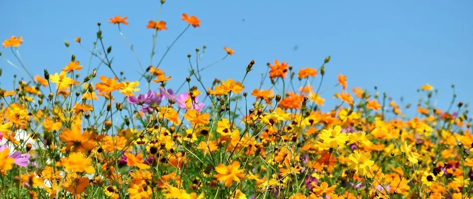 Colourful wildflowers against the sky