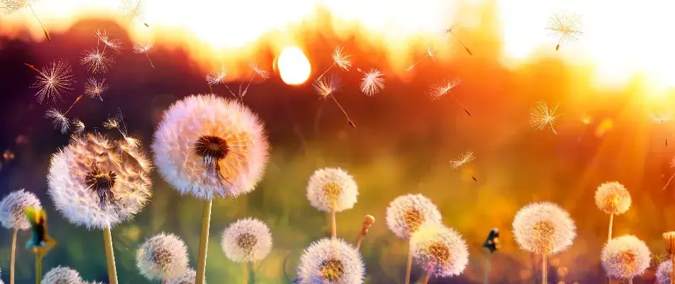 Dandelion field at sunset