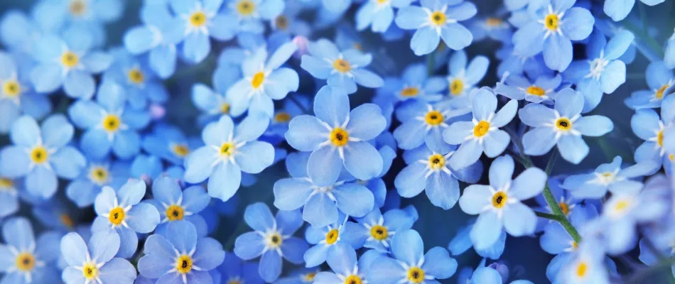 Close up of forget-me-not flowers - sign of dementia