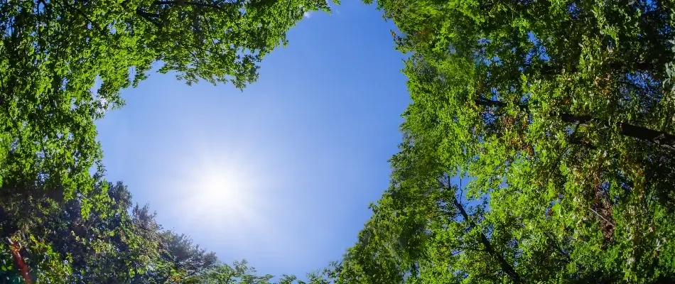 Trees forming a heart shaped opening up to the sky