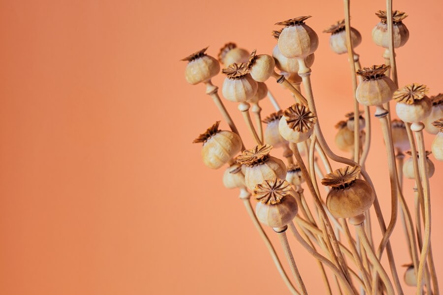 Seedheads signifiying the end of life and will writing