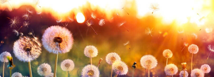 Dandelions and time passing
