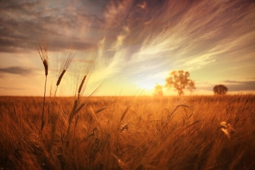 Field of wheat at sunset
