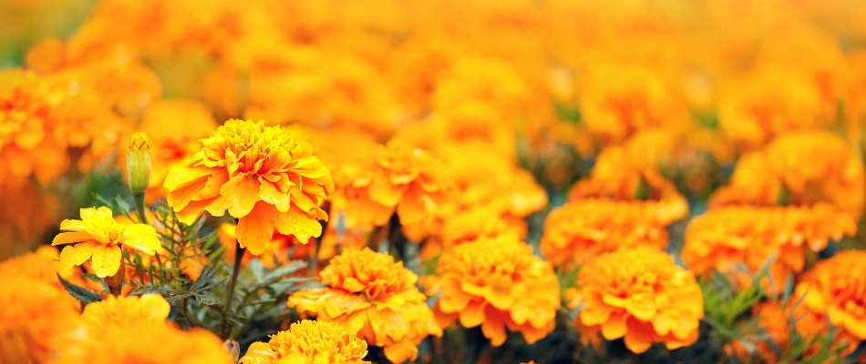 Orange marigold flowers