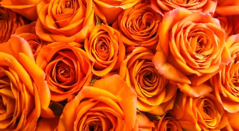 orange roses in memoriam direct cremation