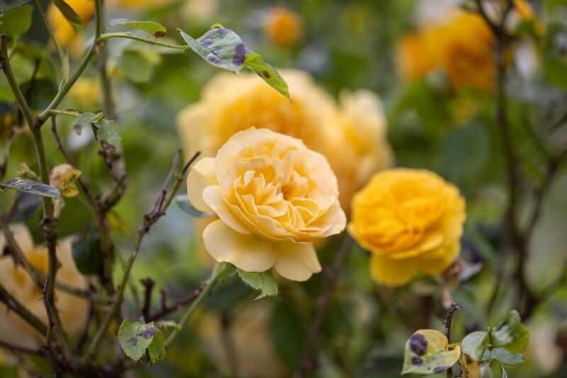 yellow roses in memoriam direct cremation